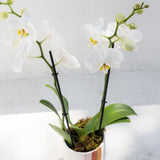 Orchid in Cali Rainbow Handmade Pot with white blooms, green leaves, black stakes, and a bright background.