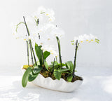 Shoreline Potted Orchid Arrangement: elegant white orchids with green leaves in a clamshell pot on white background.