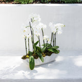 Shoreline Potted Orchid Arrangement: elegant white orchids with green leaves in a clamshell pot, sunlit on white concrete.