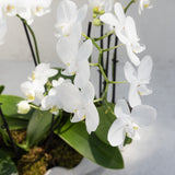Shoreline Potted Orchid Arrangement with white orchids and green leaves in a clamshell pot, shot in natural light.