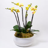 The Bella Riviera Orchid Arrangement features a white bowl of moss with luxury yellow orchids with pink centers and lush green leaves, set against a plain white background.