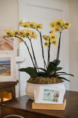 The Bella Riviera Orchid Arrangement, displayed in a white bowl, rests on a wooden table alongside a wooden card holder with greeting cards—including one with a hummingbird. Framed artwork decorates the background.