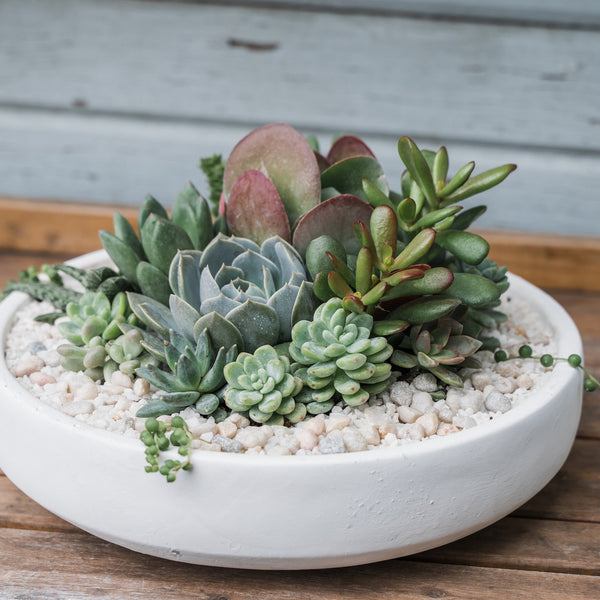 jason succulent planter Emerson Succulent Planter