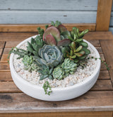 The Emerson Succulent Planter, filled with locally grown succulents and white pebbles, sits on a wooden surface against a light blue wall—a beautiful and lasting gift.