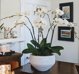 The Grand Potted Orchid Arrangement features multiple white blooms and dark green leaves in a speckled white pot, displayed on a wooden table in a bright room with framed art.