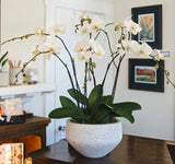 The Grand Potted Orchid Arrangement features elegant white orchid blooms with lush green leaves in a speckled white pot—perfectly displayed on a wooden table with art and shelves behind it, making it an ideal gift for any occasion.