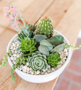 The Handmade Klapp Ceramics Pot & Succulent Planter features a hand-thrown white pot with lush succulents, a small cactus, pink blooms, and trailing stems topped with white pebbles—perfect for a fresh Santa Barbara coastal vibe.