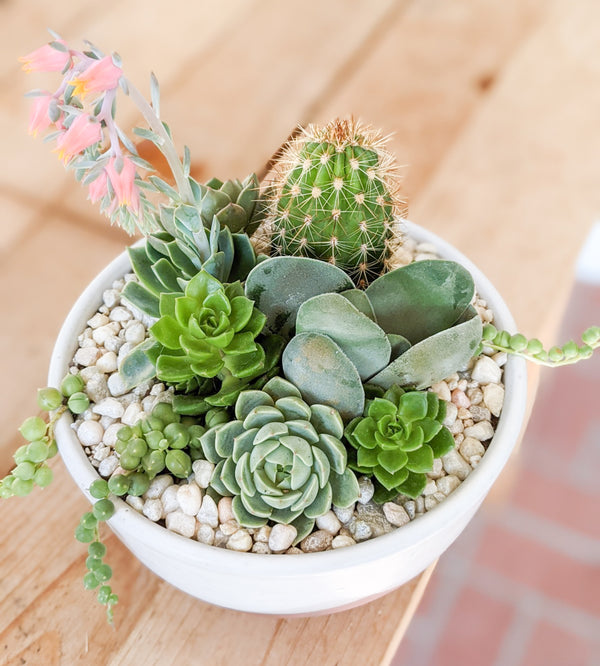 good succulent pots Statement Succulent Arrangement Planter