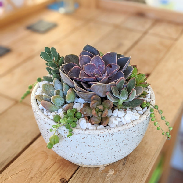 succulent ceramic planter Handmade Klapp Ceramics Pot & Succulent Planter