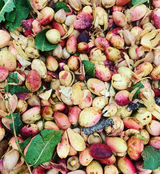 A close-up of Hickory Smoke Santa Barbara Organic Pistachios - 3 oz shows freshly harvested nuts, some with partially open shells, mixed with green leaves and broken shells in shades of pink, yellow, and green.