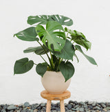 The Large Monstera Indoor Plant "Mya" features lush, split green leaves in a ceramic pot on a wooden stool, set against a white wall with smooth river stones below—an elegant natural air purifier for any space.