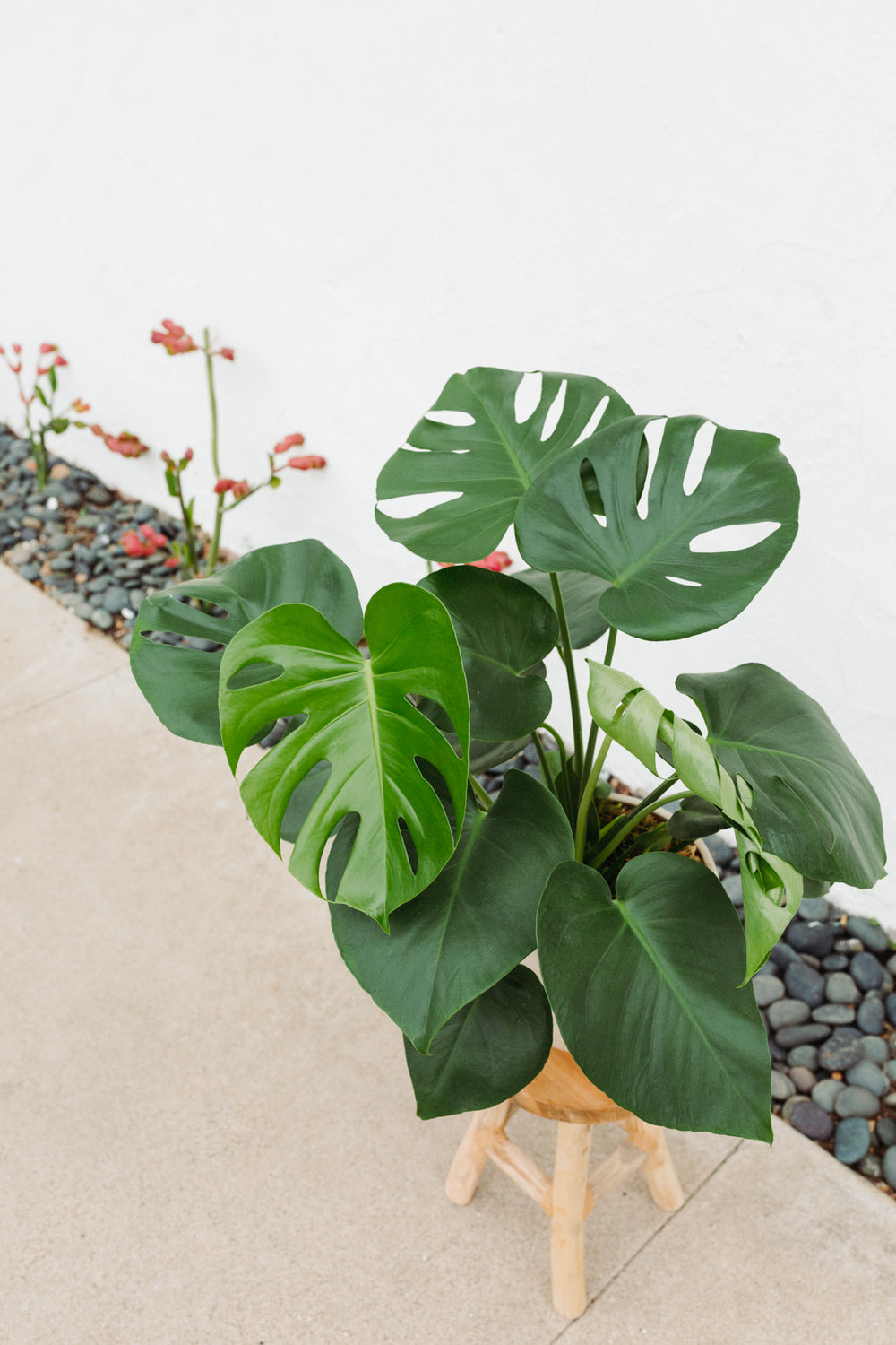 monstera deliciosa san diego Large Monstera Indoor Plant "Mya" – Santa Barbara Company