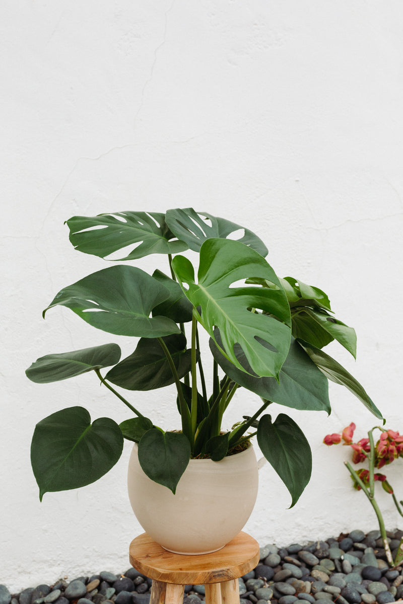monstera plant in white pot Large Monstera Indoor Plant "Mya" – Santa Barbara Company