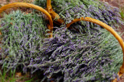 lavender flower mosquito Lavender Mosquito Spray
