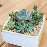 The Medium Succulent Planter is a white square ceramic pot filled with vibrant succulents and pebbles, displayed on a wooden surface.