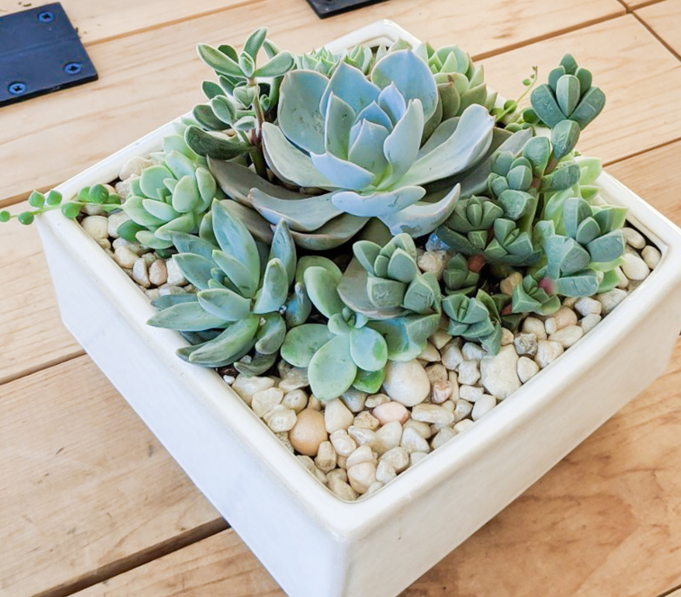 Square Succulent Planter