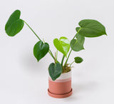 The Monstera in Ceramic Pot "Tia" features lush, heart-shaped leaves in a stylish pink and white ceramic pot with saucer. Set against a plain white background, it’s an attractive natural air purifier for your space.