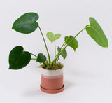 The Monstera in Ceramic Pot "Tia" features large, heart-shaped green leaves and comes in a white and pink striped ceramic pot with matching saucer, offering natural air purification to brighten any space.