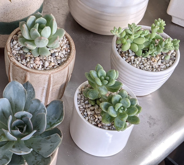 Mini Succulent Pot
