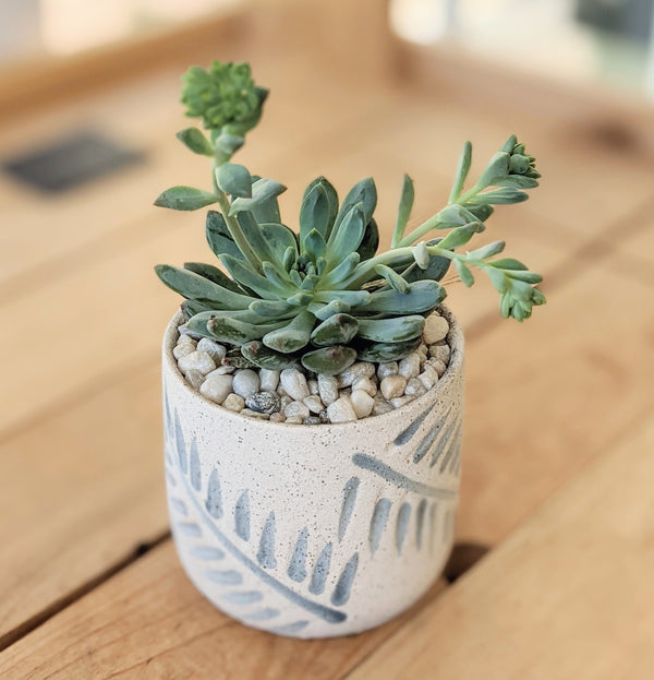 Succulent in Blue Leaf Ceramic Pot "Taylor"