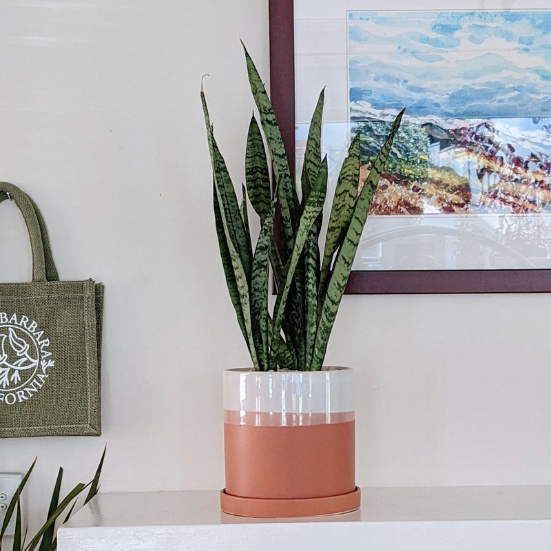 Sansevieria in Ceramic Pot "Joelle"