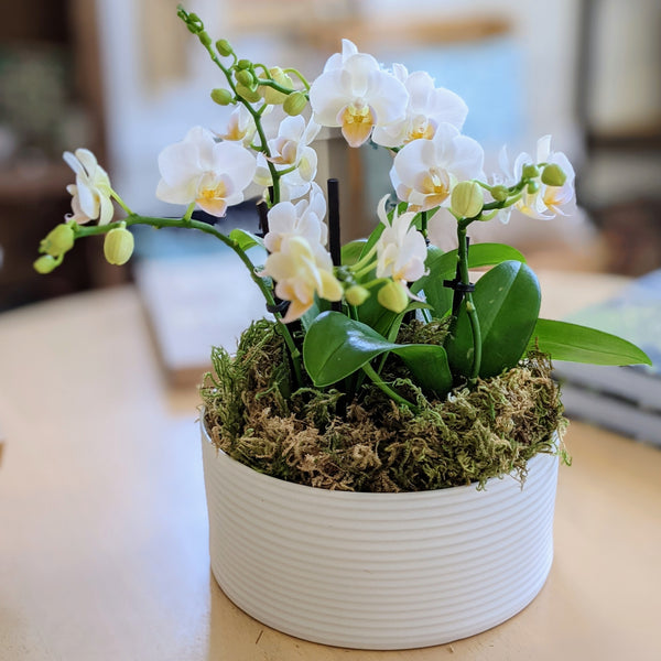 Talia Potted Orchid Arrangement
