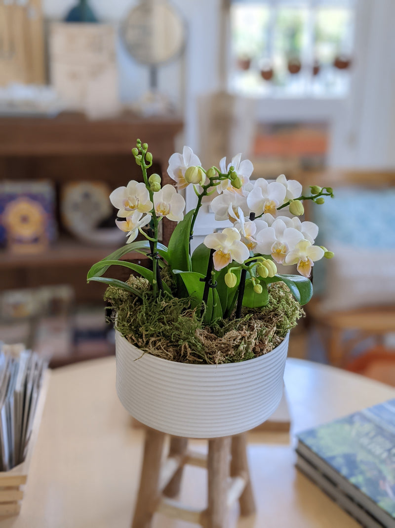 Sympathy Centerpiece Potted Orchid Arrangement