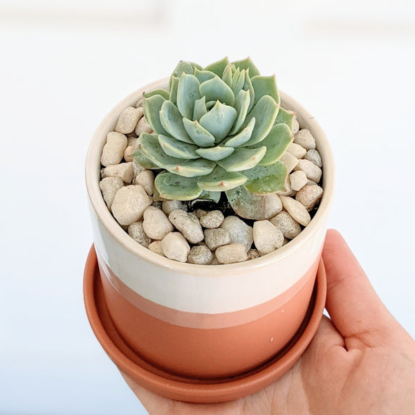 Small Coral Succulent Pot