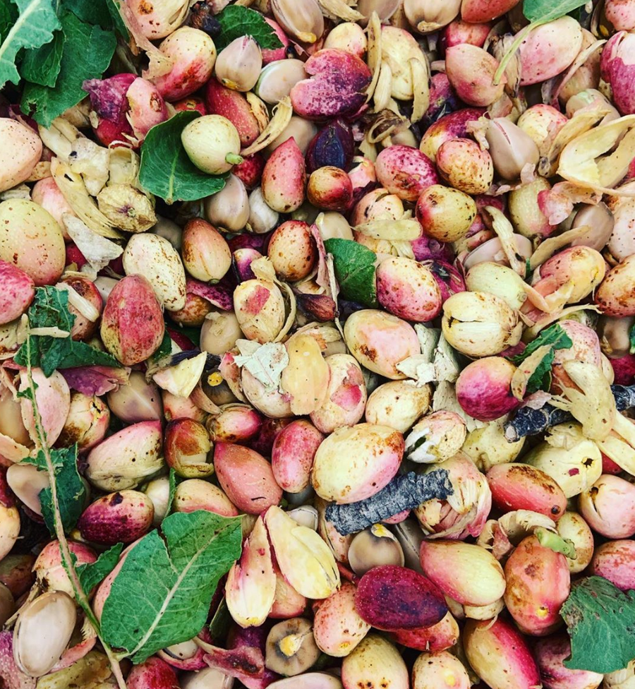 ウィメンズ CLASSICS オーバーサイズ フーディー（PISTACHIO／S 1LBSproutedPistachios-
