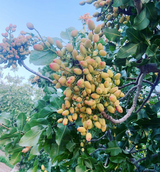 Salted Santa Barbara Organic Pistachios - 3 oz are harvested from trees with broad green leaves under the clear blue sky of scenic Cuyama Valley.