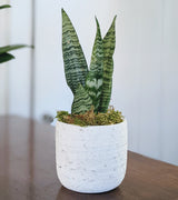 The Sansevieria Ceramic Pot "Bren" features a small, air-purifying snake plant with tall green leaves in a white textured pot, displayed on wood against a light background.