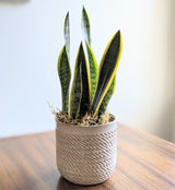 The Sansevieria Ceramic Pot "Bren" is a small snake plant with tall green leaves edged in yellow, set in a textured white pot on a wooden surface against a softly lit background. A natural air purifier for your space.