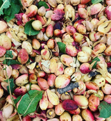 Santa Barbara Organic Pistachios Orchard Photo | Pistachios after harvest