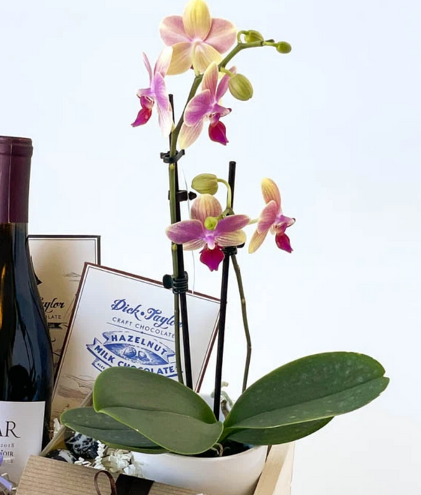 Medium Live Orchid