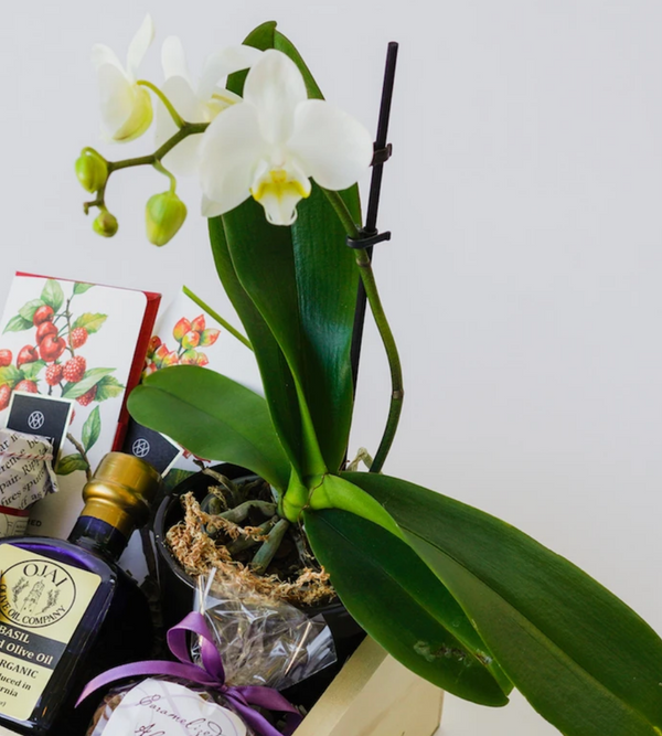 Medium Live Orchid