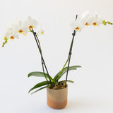 The Single Large Orchid is a luxury gift featuring a potted plant with two tall stems, each bearing multiple white flowers with yellow centers, supported by stakes and displayed against a white background.