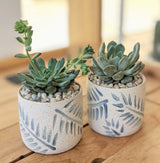 Two "Taylor" succulents, each in a white ceramic pot with a blue leaf pattern and filled with pebbles, bring charm to any wooden surface.