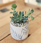 The Succulent in Blue Leaf Ceramic Pot "Taylor" features green stems planted in pebbles, displayed in a patterned ceramic pot on a light wooden surface.