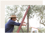 Wearing a hat and blue shirt, a person stands on a red ladder trimming branches from an olive tree—ideal for making Organic Tend Single Tea Sachet—in an outdoor garden, with a small white house in the background.