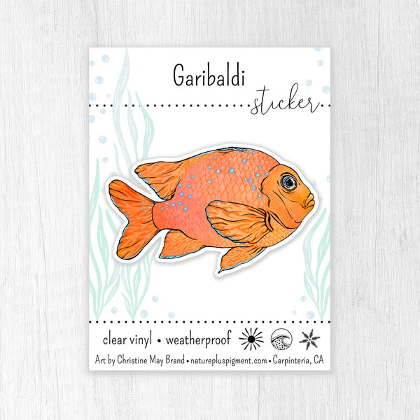 Juvenile Garibaldi Fish