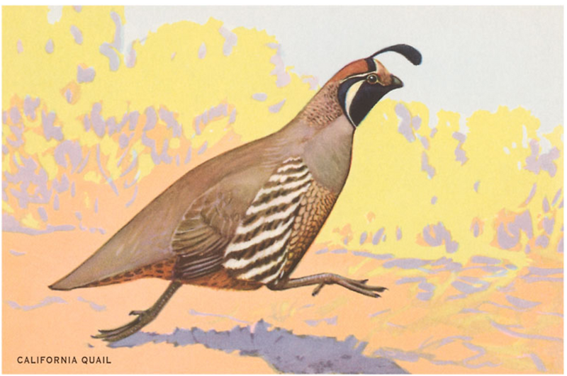 California Quail Note Cards