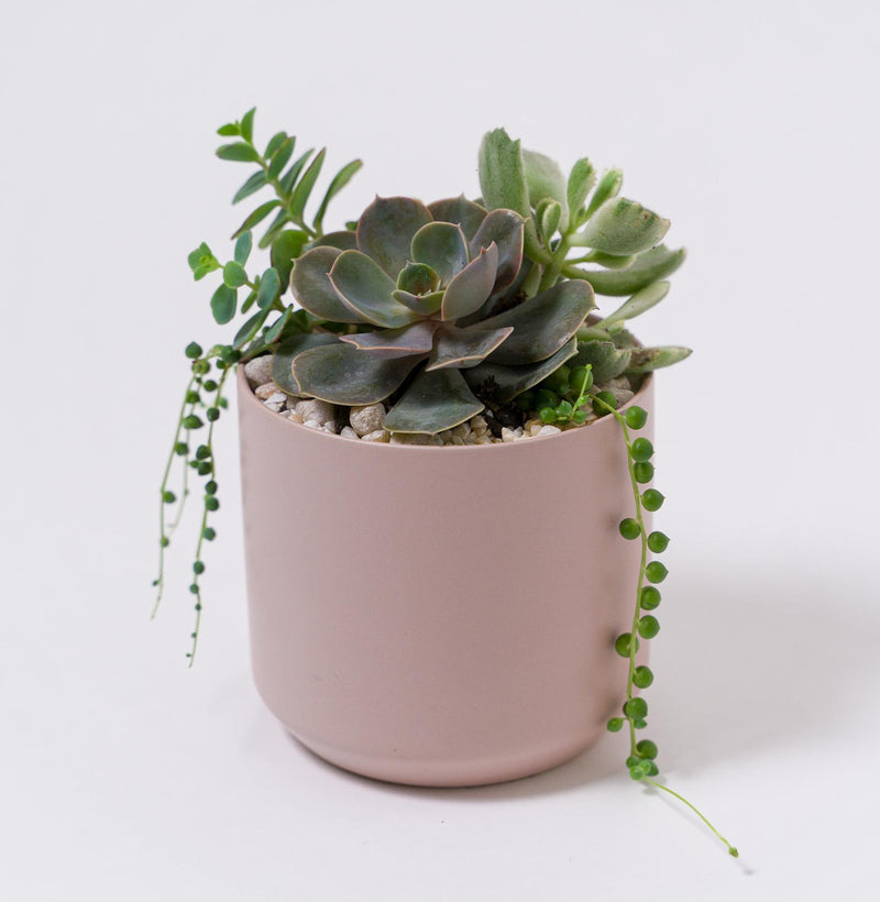 Cora Succulent Planter in Pink