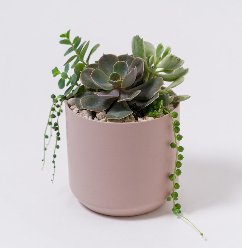 Cora Succulent Planter