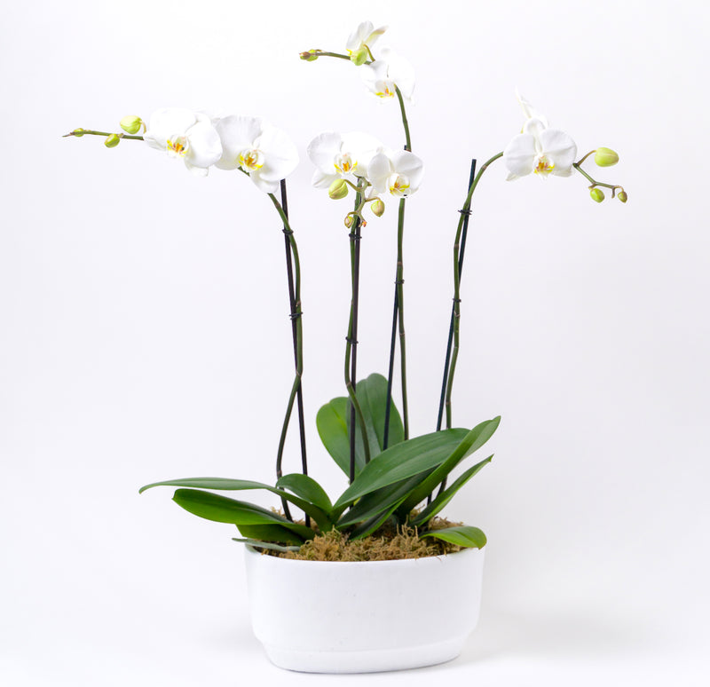Double Potted Orchid Arrangement