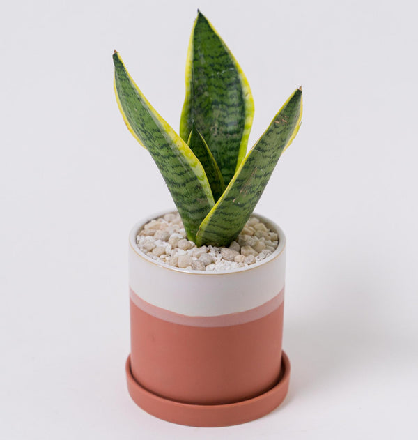 Sansevieria in Ceramic Pot "Joelle"