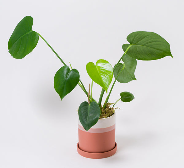 Monstera in Ceramic Pot "Tia"