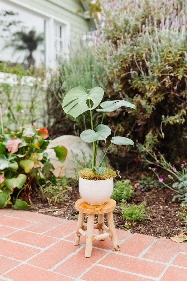 Small Monstera in Ceramic Pot "Mya"