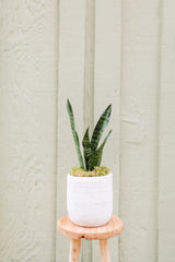 Sansevieria Ceramic Pot "Bren"
