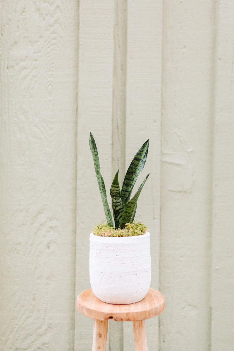 Sansevieria Ceramic Pot "Bren"