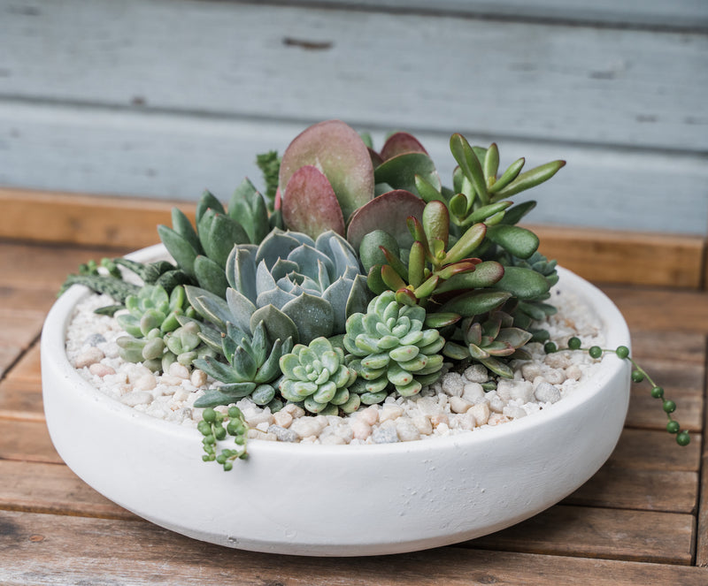 Emerson Succulent Planter